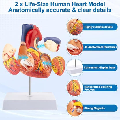 TYRRDE 2X Life Size Anatomical Heart Model – Human Heart Model Anatomy with 49 Structures, 4 Detachable Parts, Strong Magnetic Assembly, Accurate Details, on Base – for Medical Teaching & Science Learning(dark red)