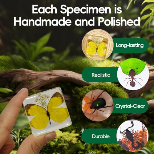 6 Real Insects Specimen in Resin – Taxidermy Bug Butterfly Beetle Locust Scorpion Ant with Scenery, Science Classroom Display,Nature Oddity Decor for Insect Collector, Christmas Birthday Gift(Habitat) - size: 6 Scenery