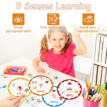 5 Senses Learning Activity for Kids Educational Teacher Supplies Five Senses Sorting Cards Learning Game Develop Fine Motor Skills for Toddlers Preschoolers and Kindergarteners Homeschool Must Haves