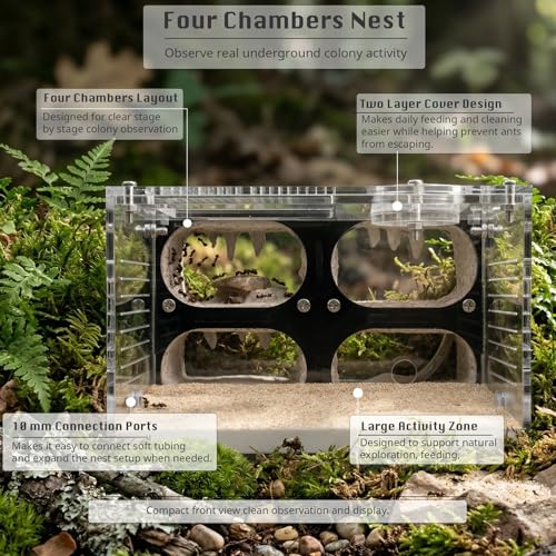 Strata Series - QuadCave Ant Nest with Starter kit - size: QuadCave