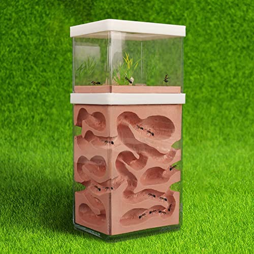 2-Tier Plaster Ant Farm Formicarium Transparent Ant Nest Habitat