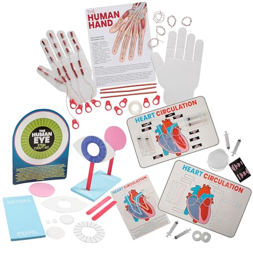 Fun Express STEM Anatomy Activity Learning Challenge Craft Kit - Makes 36