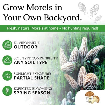 Morel Mushroom Growing Kit (Morchella)