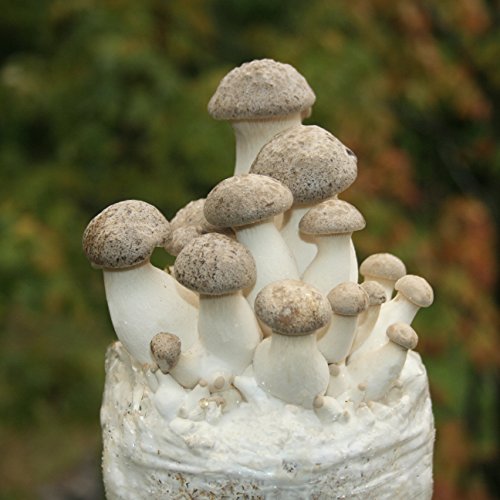 Two Mushroom Grow Kits, 3Lb Each (Two King Oyster Kits) - style: Two King Oyster Kits