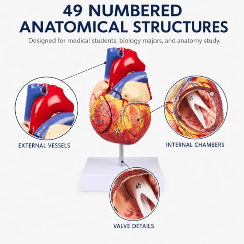 2X Enlarged Anatomical Heart Model, 4-Part, 49 Structures - size: 2X Enlarged 49 Anatomical Structures Model