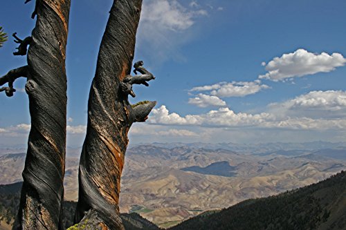 Whitebark Pine | Tree Seed Grow Kit | The Jonsteen Company