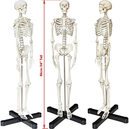 Human Skeleton Model mini 33.5" Compact Desktop Size Anatomical Chart for Student Home Study