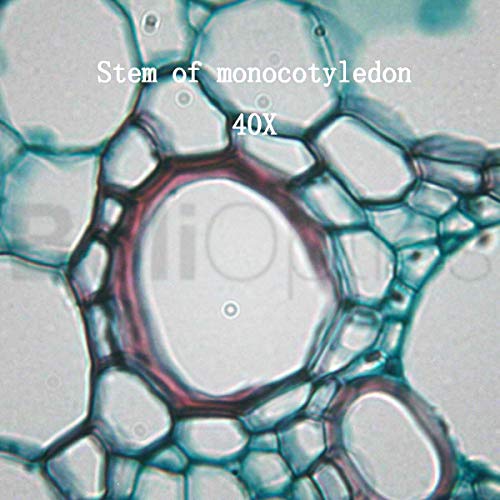 BoliOptics 50 Prepared Microscope Slides General Biology Specimen Set Plant Animal Human Anatomy Cells for Students Hobbyists Beginners Kids Homeschool, SL39901007