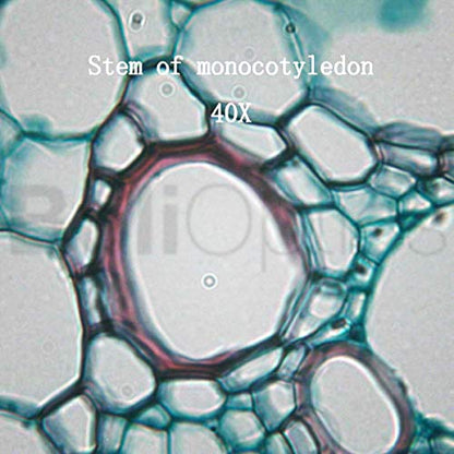 BoliOptics 50 Prepared Microscope Slides General Biology Specimen Set Plant Animal Human Anatomy Cells for Students Hobbyists Beginners Kids Homeschool, SL39901007