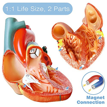 Human Body, Skeleton and Heart Models-Best Anatomy Model Bundle Set of 3
