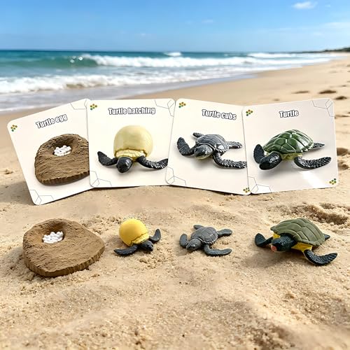 Montessori Life Cycle Animal Figures with Flash Cards, Lifelike Animal Growth Cycle Biological Model Set (Turtle) - style: Turtle
