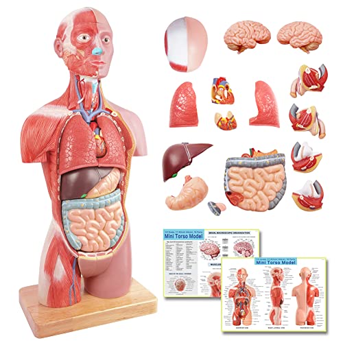 2026 New Human Body Deluxe Musculature Model, 16 Pcs Removable 17 inch