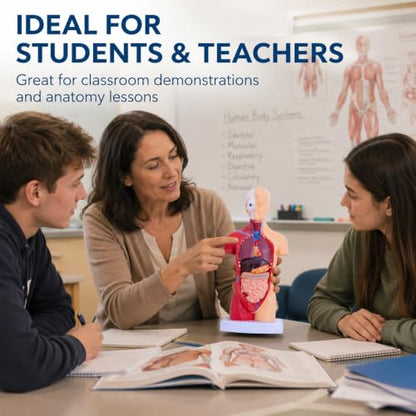 11 Inch Human Torso Anatomy Model, 15 Removable Parts