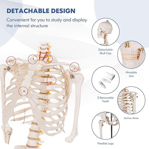 Nightcore 70.8 Foot Human Skeleton Model, Life-Size Skeleton with Rolling Bracket, Medical Model with 2 Caster Brakes, Removable Skeleton with Moving Arms & Legs, Ideal for Anatomy