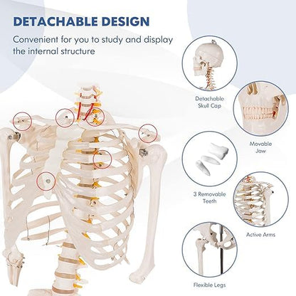 Nightcore 70.8 Foot Human Skeleton Model, Life-Size Skeleton with Rolling Bracket, Medical Model with 2 Caster Brakes, Removable Skeleton with Moving Arms & Legs, Ideal for Anatomy