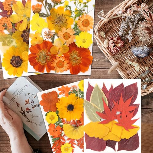 Dried Flowers 68Pcs Fall Pressed Flower with Tweezer for Crafts - size: 68 pcs Fall Dried Flowers