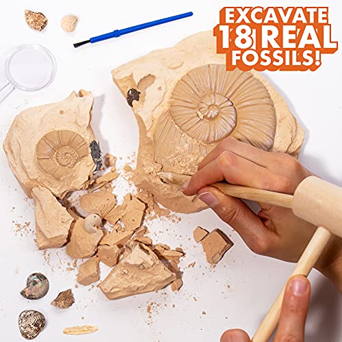 The Young Scientists Club Exploring Fossils, at-Home STEM Kits for Kids Age 8 and Up, Fossil Kits for Young Scientists, Dinosaur Experiments, Kids Dinosaur Parties