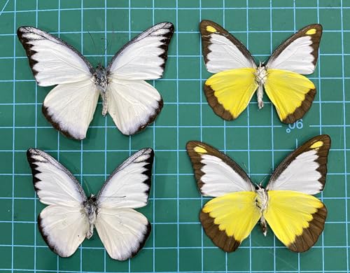 4 Real Chocolate Albatross Butterfly Specimens Unmounted BUOM129X4 - color: 4 Butterfly #129