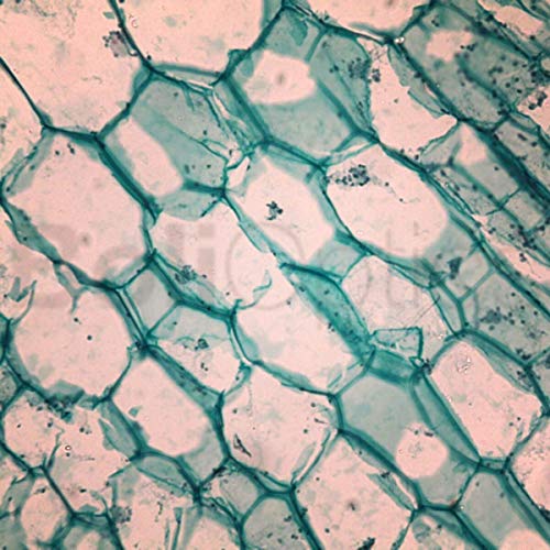 BoliOptics 50 Prepared Microscope Slides General Biology Specimen Set Plant Animal Human Anatomy Cells for Students Hobbyists Beginners Kids Homeschool, SL39901007