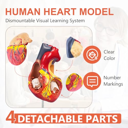 JNMFTD 2X Enlarged Anatomical Heart Model,4-Part Removable Human Heart Model with Ventricles Atria Valves Veins Artery Magnetic Assembly Colorful Number Guide for Science Classroom Cardiology Study - size: 2X Enlarged