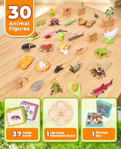 JoyCat Life Cycle Toys for Kids, 7 Animal and Plant Sets with Cards
