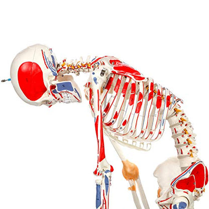 Axis Scientific Flexible Skeleton Anatomical Model