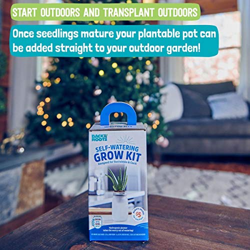 Back to the Roots Self Watering Grow Kit - Glass Hydroponic Planters for Succulents and Cacti Self-Watering System (Pack of 3) - size: 1 Count (Pack of 3), style: Self-Watering Succulent Kit