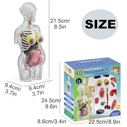 Detachable 4D Pregnant Woman Assembly Model Teaching for Pregnant Women