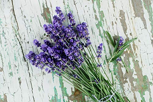 Lavender Seeds for Planting Herb Garden About 100 Seeds Spring or Fall Planting