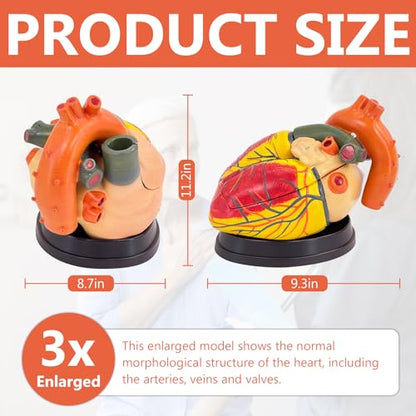 JNMFTD 3X Enlarged Anatomical Heart Model,3 Part Removable Human Heart Model with Ventricles Atria Valves Veins Artery Magnetic Assembly Colorful Number Guide for Science Classroom Cardiology Study - size: 16"L x 5"W