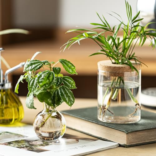 Plant Propagation Stations, 2 Style Glass Planter Terrariums, Propagation Vases for Plant, Plant Propagation Jars for Hydroponic Planter Home Office Tabletop Decoration (4)