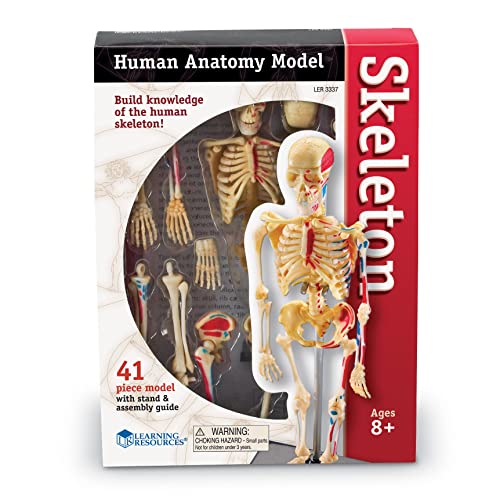 Learning Resources Skeleton Model