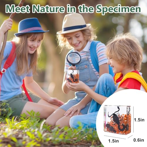 6 Real Insects Specimen in Resin – Taxidermy Bug Butterfly Beetle Locust Scorpion Ant with Scenery, Science Classroom Display,Nature Oddity Decor for Insect Collector, Christmas Birthday Gift(Habitat) - size: 6 Scenery