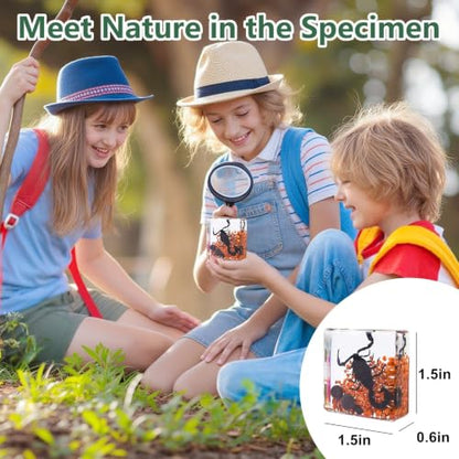 6 Real Insects Specimen in Resin – Taxidermy Bug Butterfly Beetle Locust Scorpion Ant with Scenery, Science Classroom Display,Nature Oddity Decor for Insect Collector, Christmas Birthday Gift(Habitat) - size: 6 Scenery