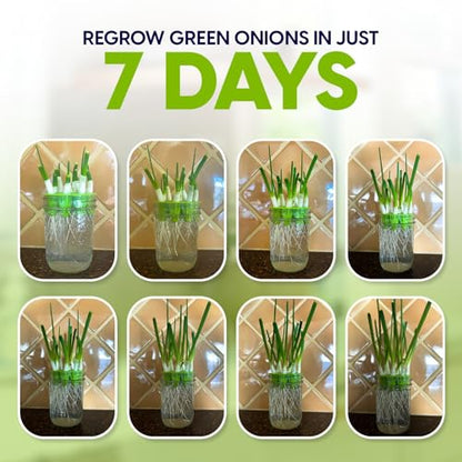 Sprouting Jar Kit - 2 Wide-Mouth Mason Jars with Stand and Sprout Lids - color: Sprouts Growing Kit & Green Onion Regrower