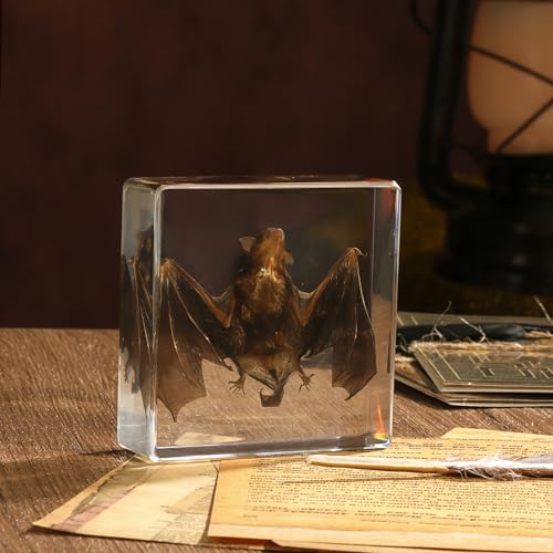 Taxidermy Bat, Real Bat Specimens Animal Specimen in Resin for Science Classroom Science Education, Great Gift for Fans of Taxidermy, Animal Skull, Oddities, Biology(3 x 3 x 1 inch) - color: Bat Specimen