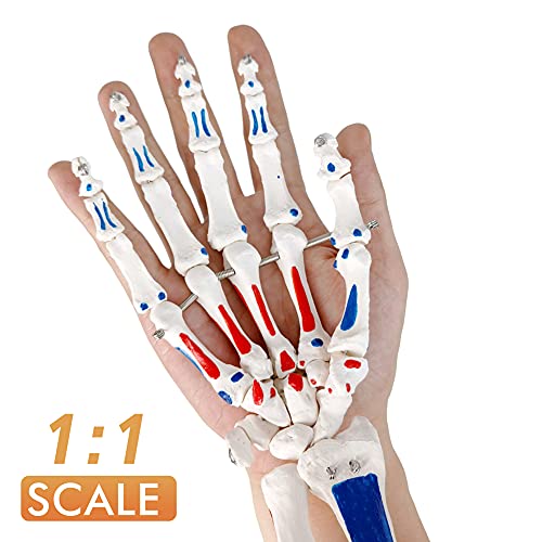 EVOTECH SCIENTIFIC Hand Skeleton Model W/Muscles Insertions&Origins Painted