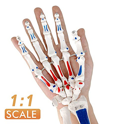 EVOTECH SCIENTIFIC Hand Skeleton Model W/Muscles Insertions&Origins Painted