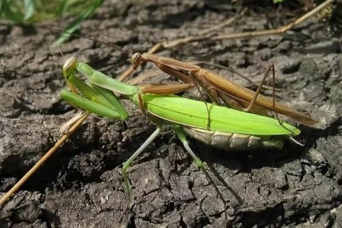 Carolina Praying Mantis Egg Case on a Wooden Stick Attached,with Outdoor Hatching Bag(One Carolina Praying Mantis Egg) –Includes 50-200 Nymphs | Perfect for STEM Education, Eco-Friendly Garden