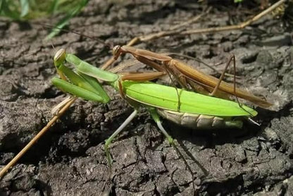 Carolina Praying Mantis Egg Case on a Wooden Stick Attached,with Outdoor Hatching Bag(One Carolina Praying Mantis Egg) –Includes 50-200 Nymphs | Perfect for STEM Education, Eco-Friendly Garden
