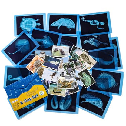 20 Pcs Animal Xrays and Picture Cards - Light Table Accessories