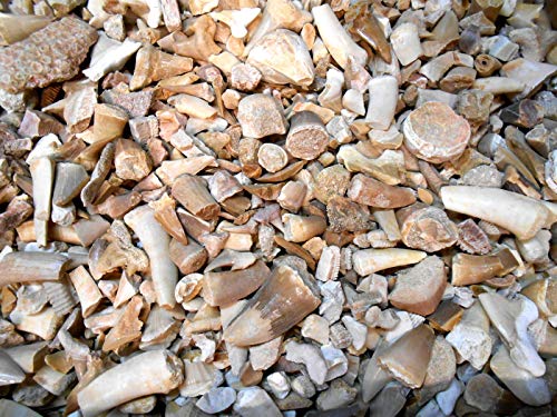 Genuine Dinosaur Era Shark, Fish, Reptile Teeth & Bone Fossils from The Phosphate Mines of Morocco, N.Africa 1/2 Lb w/Free Identification Card