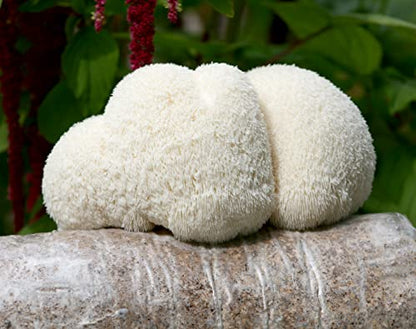 Two Mushroom Grow Kits, 3Lb Each (Golden Oyster & Lion's Mane) - style: Golden Oyster & Lion's Mane