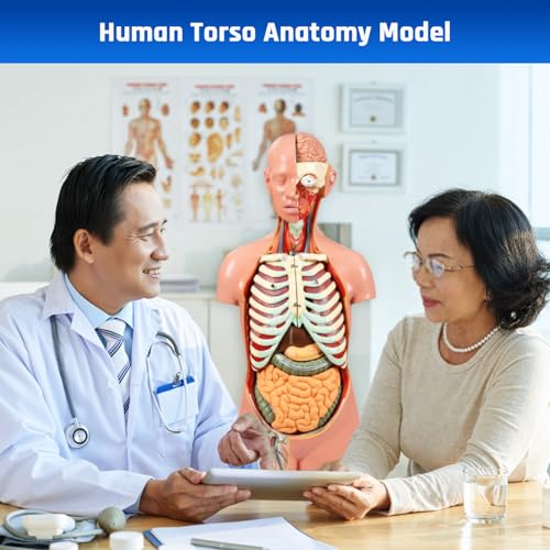 JNMFTD Human Torso Anatomy Model, 33.4" 17 Part Removable Life-Size Model with Heart Brain Visceral Organ Muscular Layers Bone Vessels Nerves Includes Product Manual for Medical Scientific Education - size: 35"L x 11"W