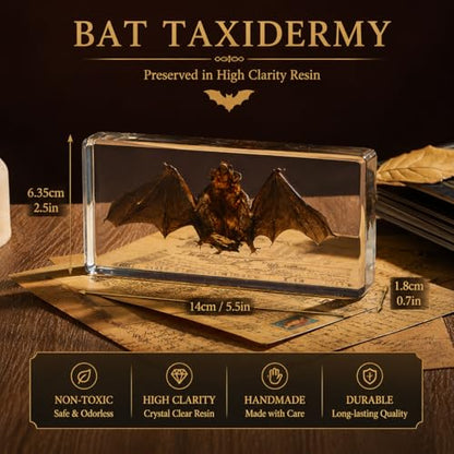 Taxidermy Bat, Real Bat Specimens Animal Specimen in Resin for Science Classroom Science Education, Great Gift for Fans of Taxidermy, Animal Skull, Oddities, Biology(5.5x2.5x0.7 Inch) - color: Taxidermy Bat (5.5x2.5x0.7 inch)