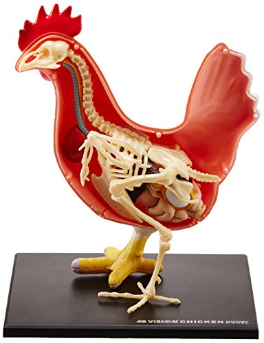 4D Chicken Anatomy Model Kit, STEM Biology Learning Toy, Ages 8+
