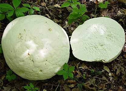 Giant Puffball Mushroom Spores in Grains – Calvatia Gigantea for Planting