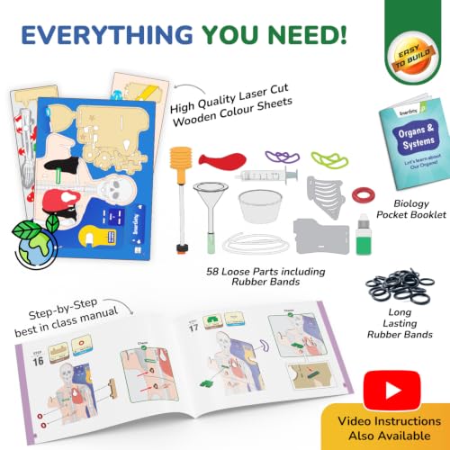 Smartivity DIY Interactive Human Body Model for Kids 8-14 Years