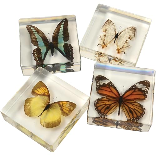 Educational Encased Butterfly Specimen Set – 4 Real Butterflies in Resin with ID Cards for Classroom Science, Nature Study, Entomology (Ages 6+) - style: Butterflies