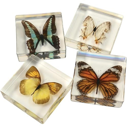 Educational Encased Butterfly Specimen Set – 4 Real Butterflies in Resin with ID Cards for Classroom Science, Nature Study, Entomology (Ages 6+) - style: Butterflies